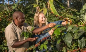 1-Day Coffee Tour and Local Lunch Experience
