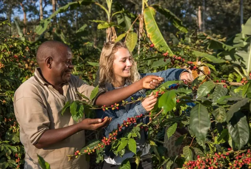 1-Day Coffee Tour and Local Lunch Experience