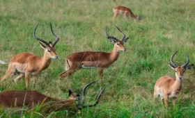 1-Day Tarangire Safari and Picnic Lunch Experience