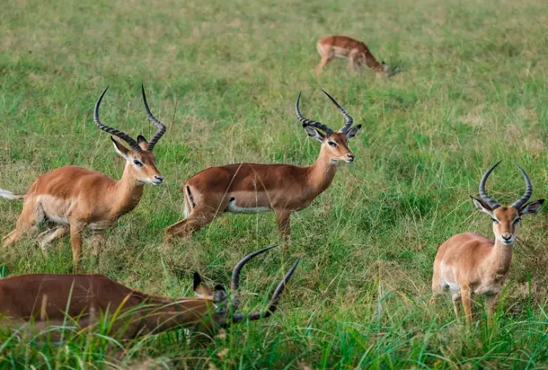 1-Day Tarangire Safari and Picnic Lunch Experience