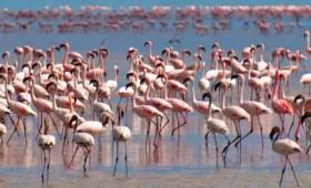 1-Day Lake Manyara and Mto wa Mbu Village Tour