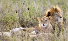 7-Day Tanzania Tour to Serengeti & Ngorongoro