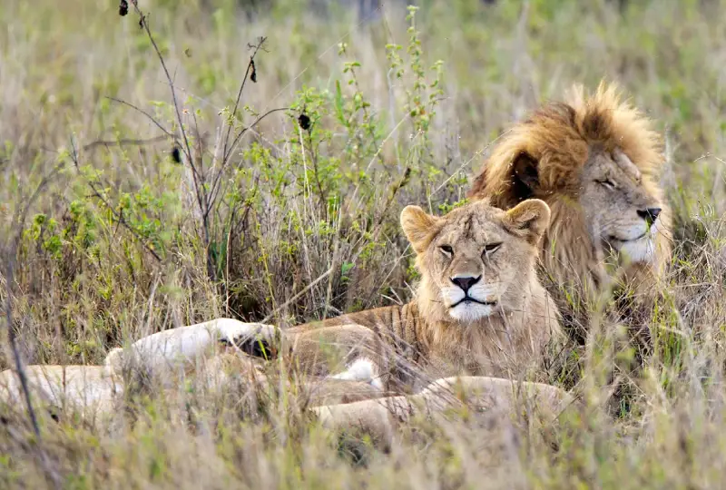 7-Day Tanzania Tour to Serengeti & Ngorongoro