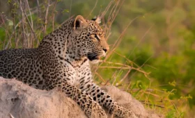 10-Day Tanzania Grand Tour Itinerary