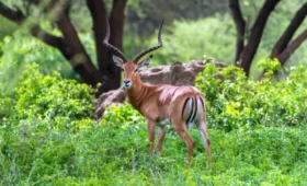 5-Day Tanzania Tour from Arusha