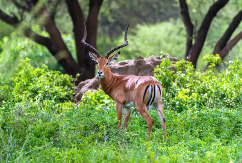 5-Day Tanzania Tour from Arusha