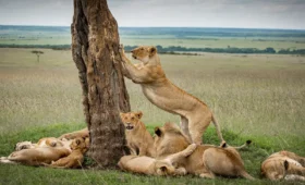 6-Day Tanzania Wildlife & Cultural Tour