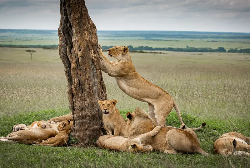 6-Day Tanzania Wildlife & Cultural Tour