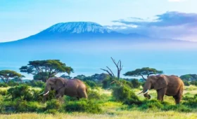 10-Day Tanzania Tour Including Kilimanjaro & Zanzibar