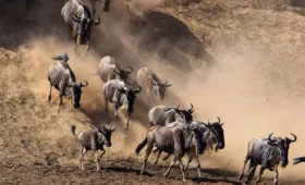 9-Day Tanzania Tour to Great Migration