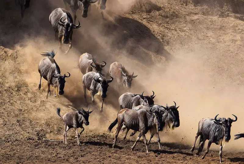 9-Day Tanzania Tour to Great Migration