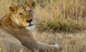 5-Day Tanzania Tour to Ngorongoro & Serengeti
