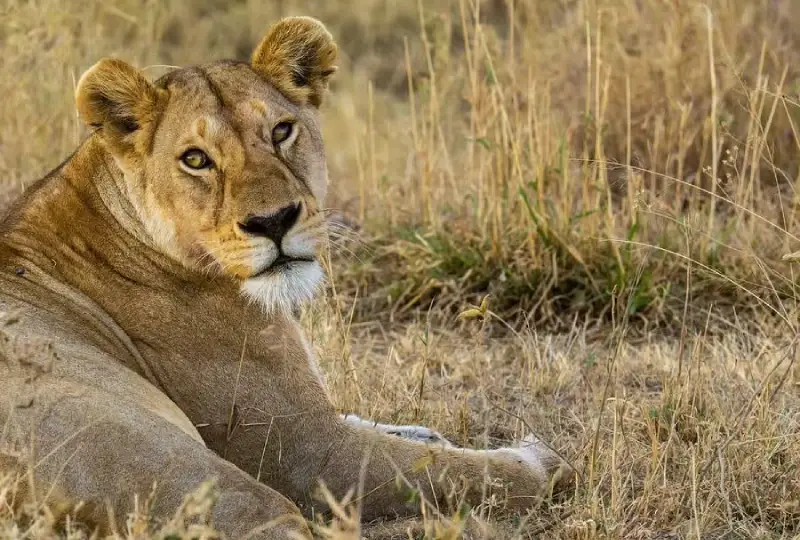 5-Day Tanzania Tour to Ngorongoro & Serengeti