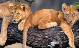 6-Day Tanzania Tour and Cultural Safari
