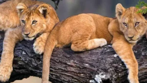 6-Day Tanzania Tour and Cultural Safari