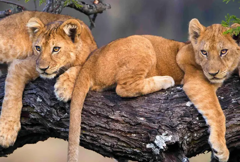 6-Day Tanzania Tour and Cultural Safari