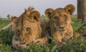 9-Day Tanzania Wildlife and Cultural Tour