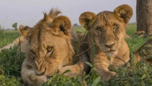 9-Day Tanzania Wildlife and Cultural Tour