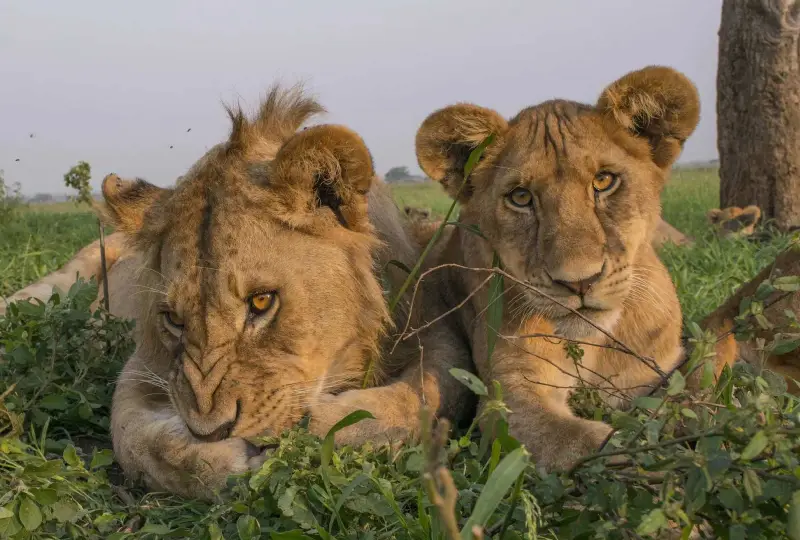 9-Day Tanzania Wildlife and Cultural Tour