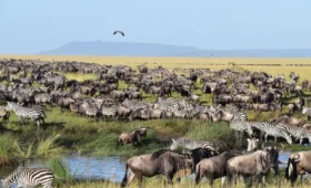 10-Day Tanzania Tour & Migration Experience