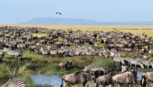 10-Day Tanzania Tour & Migration Experience