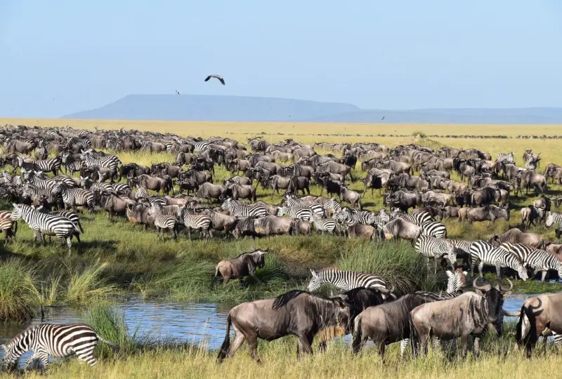 10-Day Tanzania Tour & Migration Experience