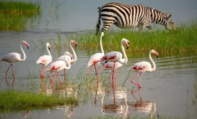 10-Day Tanzania and Kenya Safari Itinerary