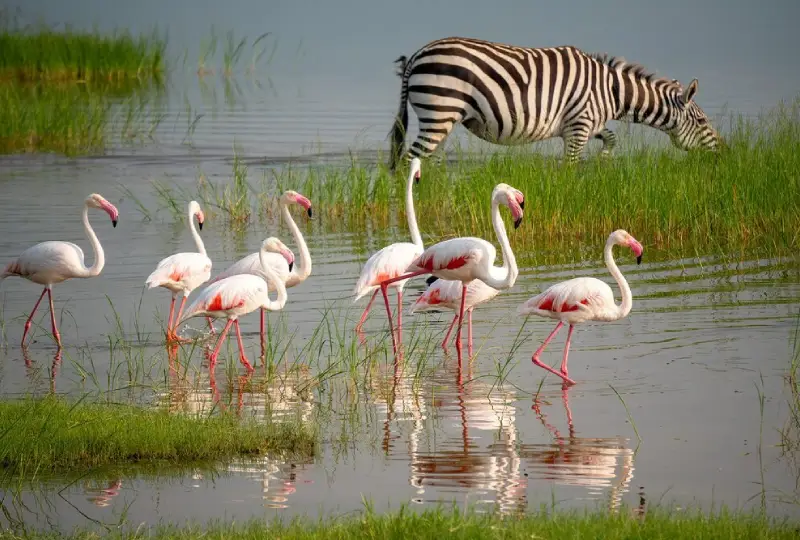 10-Day Tanzania and Kenya Safari Itinerary