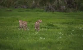 8-Day Tanzania & Kenya Wildlife Safari