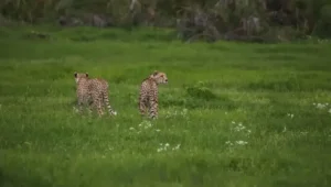 8-Day Tanzania & Kenya Wildlife Safari
