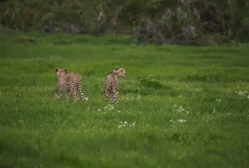 8-Day Tanzania & Kenya Wildlife Safari