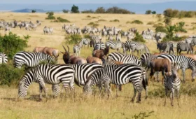 12-Day Tanzania & Kenya Classic Safari Adventure