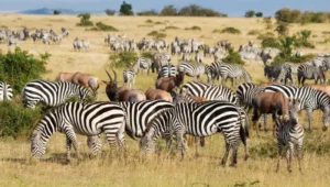 12-Day Tanzania & Kenya Classic Safari Adventure