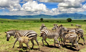 Ngorongoro Crater Camping: Discover the World’s Largest Caldera
