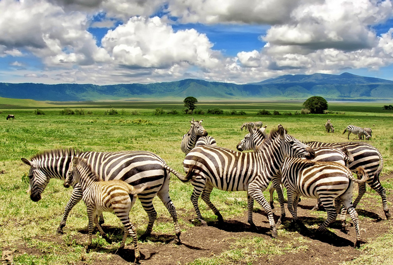 Ngorongoro Crater Camping: Discover the World’s Largest Caldera