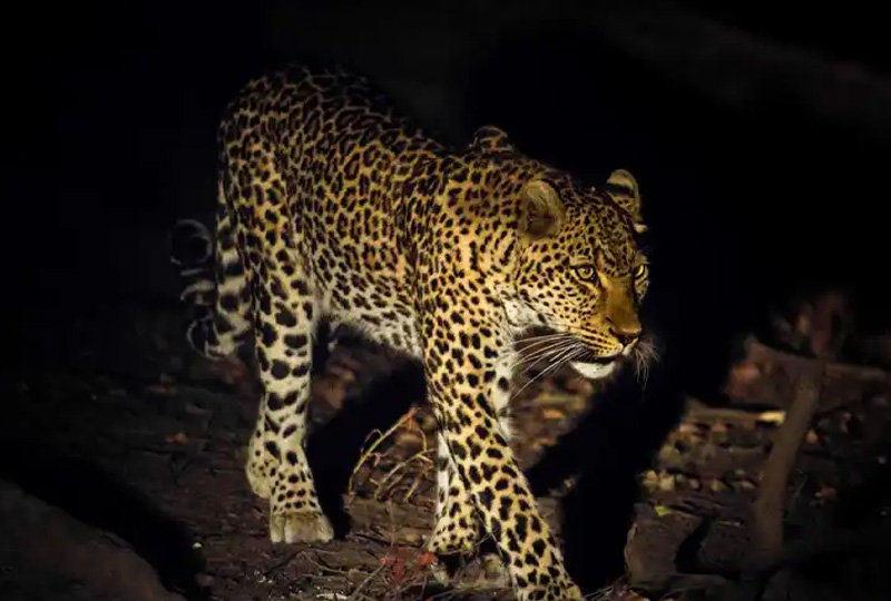 Night Camping Safaris: Discover Tanzania’s Nocturnal Wildlife