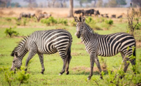 Tanzania’s Diverse Ecosystems: From Rainforests to Savannahs