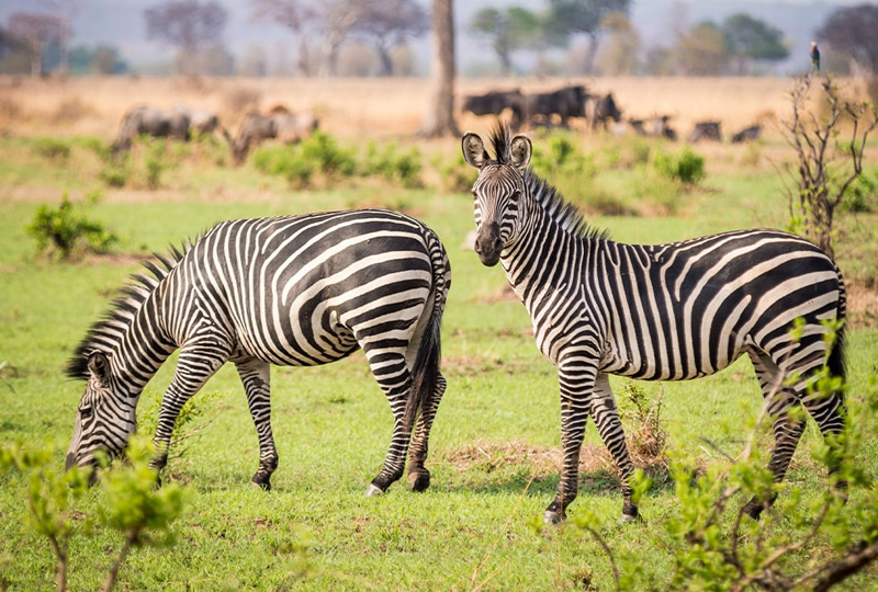 Tanzania’s Diverse Ecosystems: From Rainforests to Savannahs