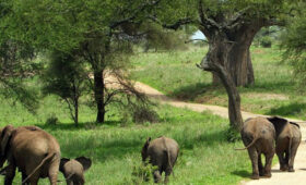 Tarangire National Park Camping Safaris: Elephants and Baobab Adventures