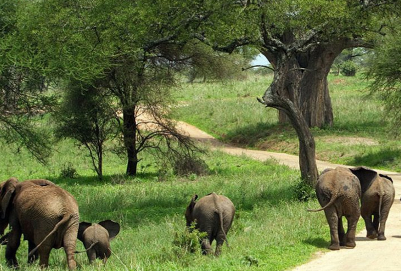 Tarangire National Park Camping Safaris: Elephants and Baobab Adventures