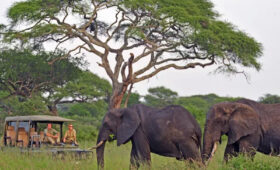 Tarangire and Lake Manyara-Best Safaris for Limited Mobility