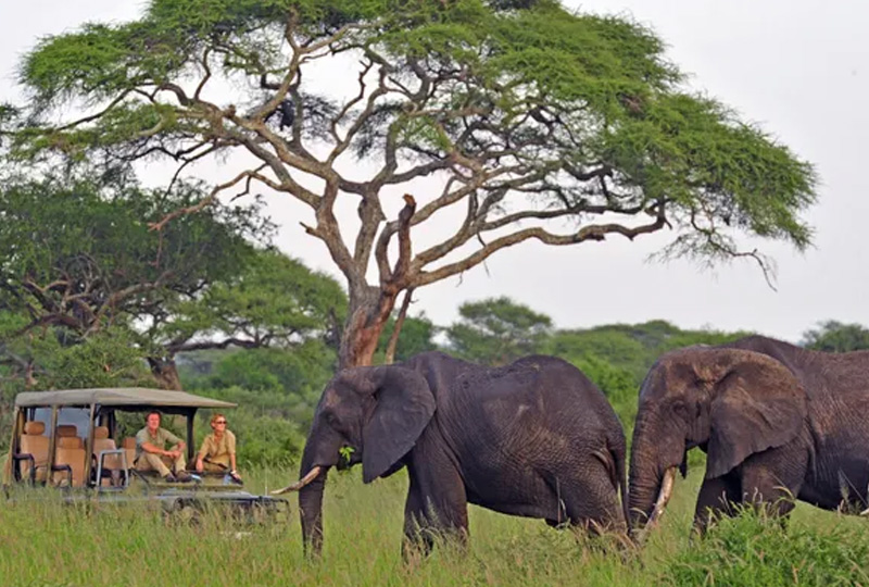 Tarangire and Lake Manyara-Best Safaris for Limited Mobility