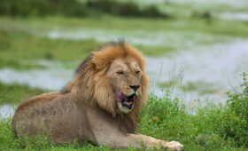 The Big Five Experience on Tanzania Camping Safaris