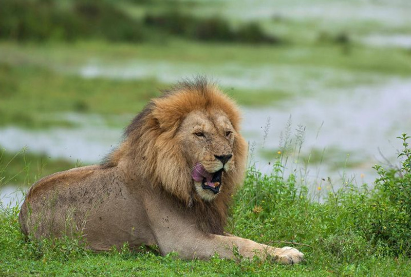 The Big Five Experience on Tanzania Camping Safaris