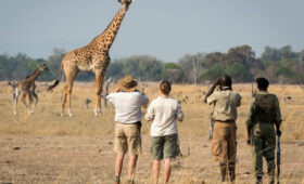 The Role of Park Rangers and Guides in Tanzania Camping Adventures