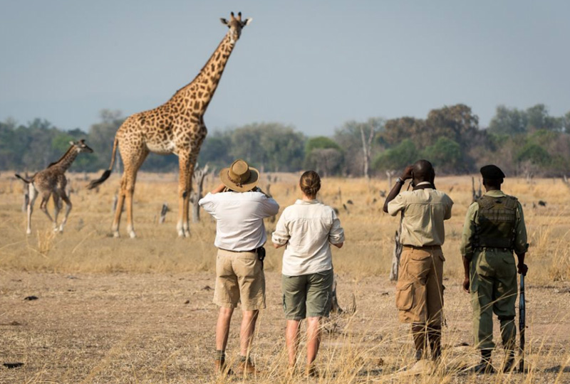 The Role of Park Rangers and Guides in Tanzania Camping Adventures
