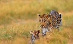 Top Wildlife Encounters During Tanzania Camping Safaris