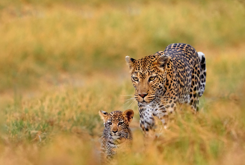 Top Wildlife Encounters During Tanzania Camping Safaris