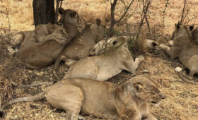 Wheelchair Users’ Guide to Tanzania’s National Parks