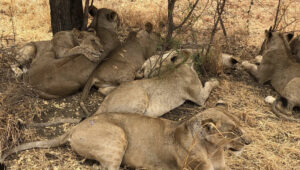 Wheelchair Users’ Guide to Tanzania’s National Parks